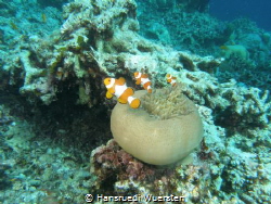 Clown fishs...whats they see ? by Hansruedi Wuersten 
